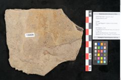 Foto (Objekt + Etikett) von Populus tremula Linne (NHMW-GEO-2024-0188-15009)